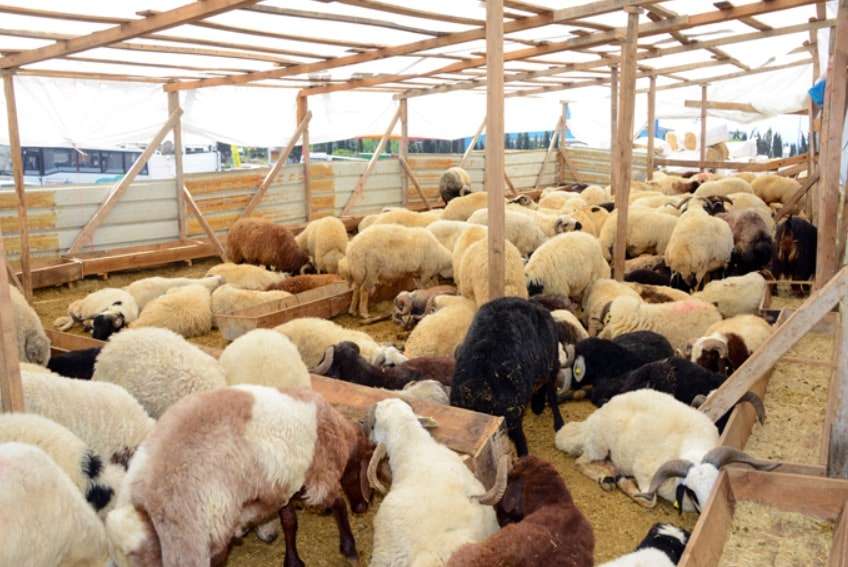 Adana Kurbanlık Koyun Satışı